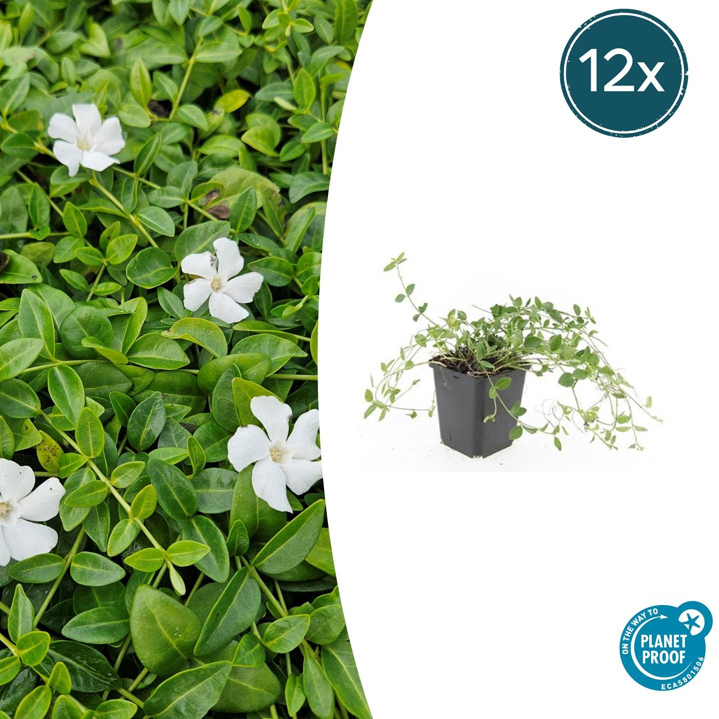 Kleines Immergrün - Vinca minor 'Gertrude Jekyll' - ↕10-25cm - Ø9cm - 12 Stück