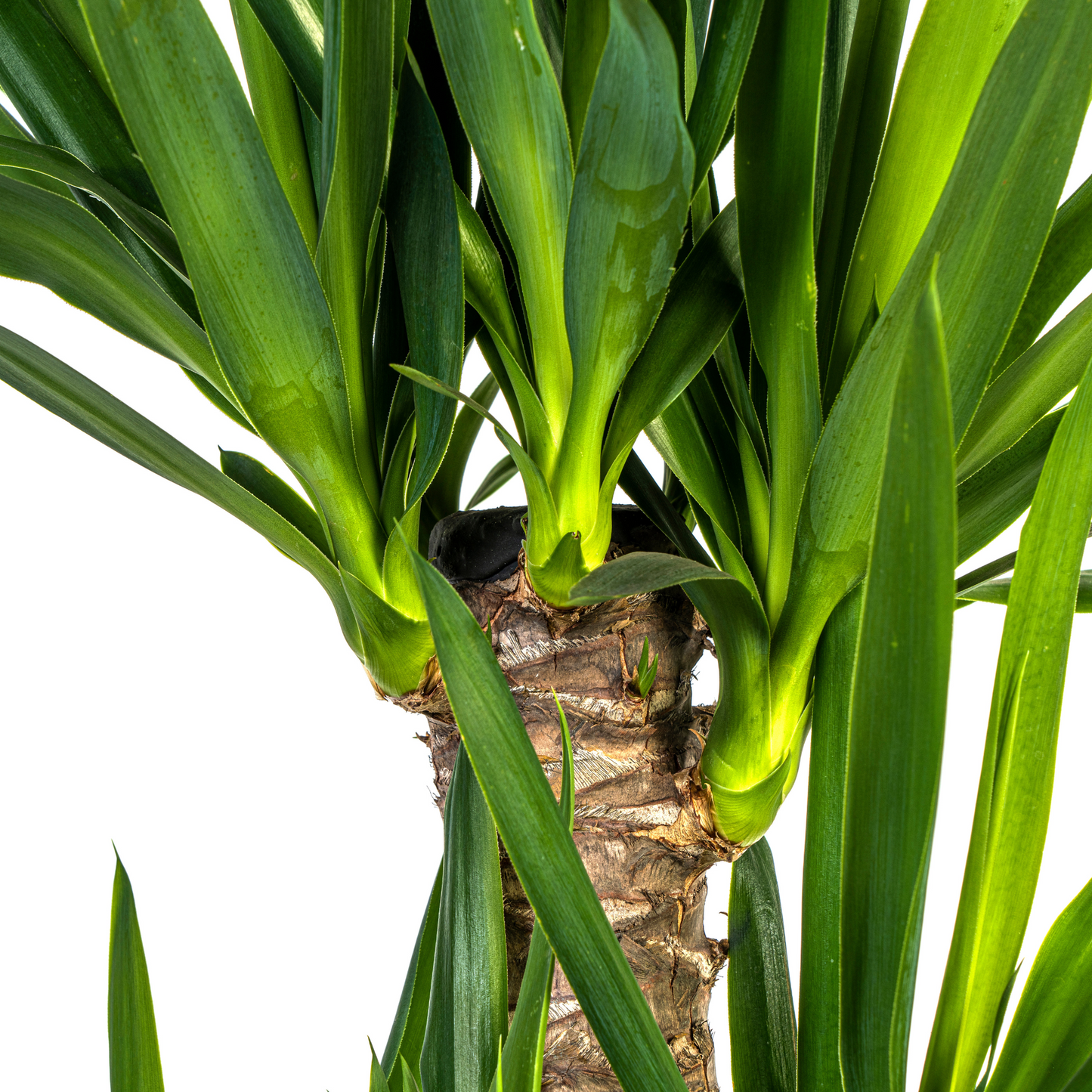 Riesen-Palmlilie - Yucca Elephantipes - Zimmerpflanze - Ø21cm - ↕90 - 110cm