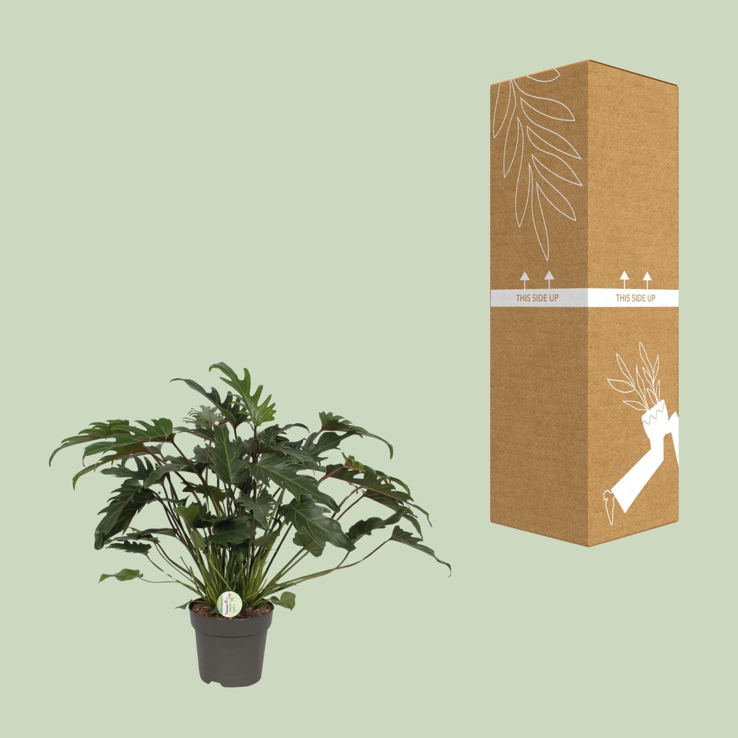 Baumfreund - Philodendron Xanadu - Zimmerpflanze - Ø21cm - ↕65cm