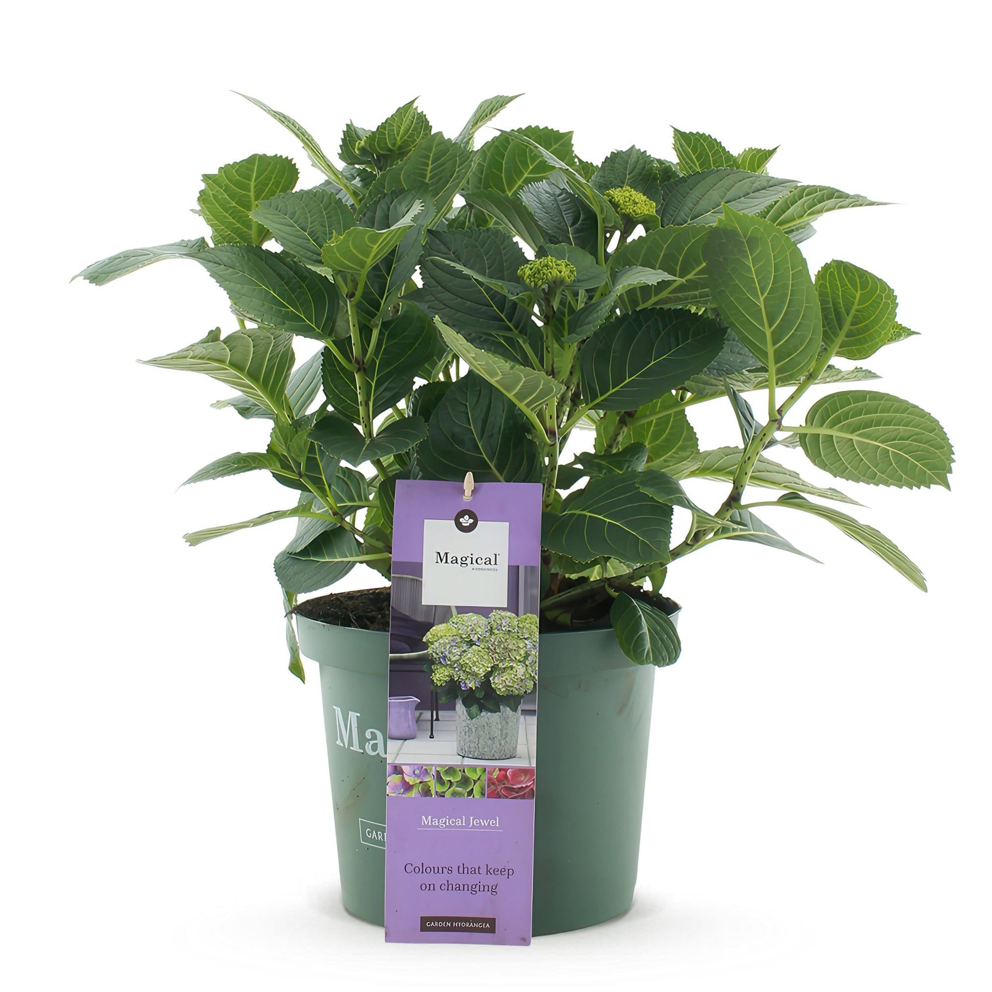 Hortensie Magical Jewel Blue – Hydrangea macrophylla – Blau – Balkonpflanze – Im 23 cm Topf – Ca. 55 cm hoch – 6–10 Blüten – Für Balkon, Terrasse & Beet – Pflegeleicht & Farbenprächtig