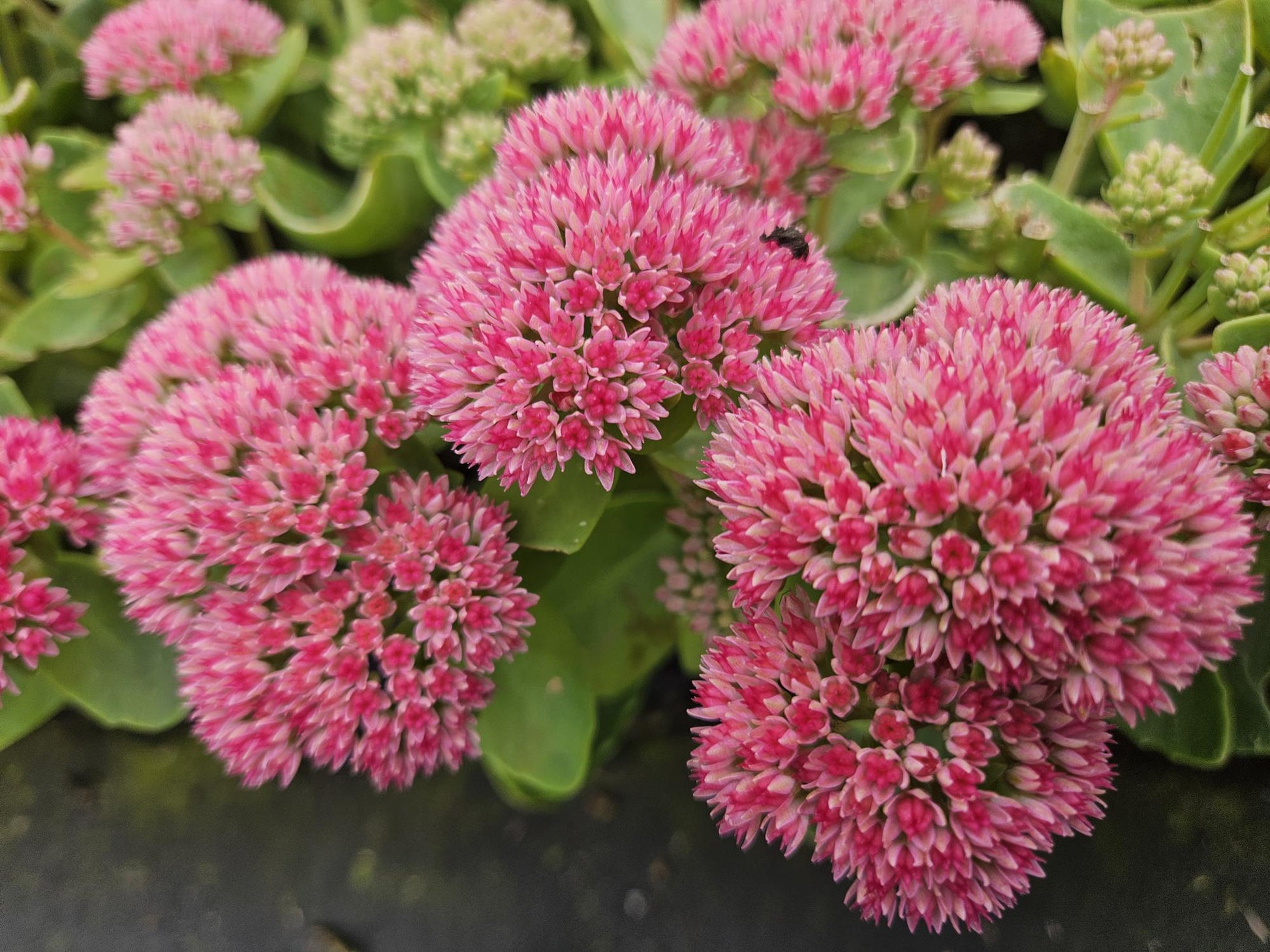 Große Fetthenne Sedum 'Herbstfreude' – 24 Pflanzen – ↕10-25 cm – Ø9 cm – Winterharte Sukkulente – Trockenheitsresistent – Bienfreundlicher Bodendecker
