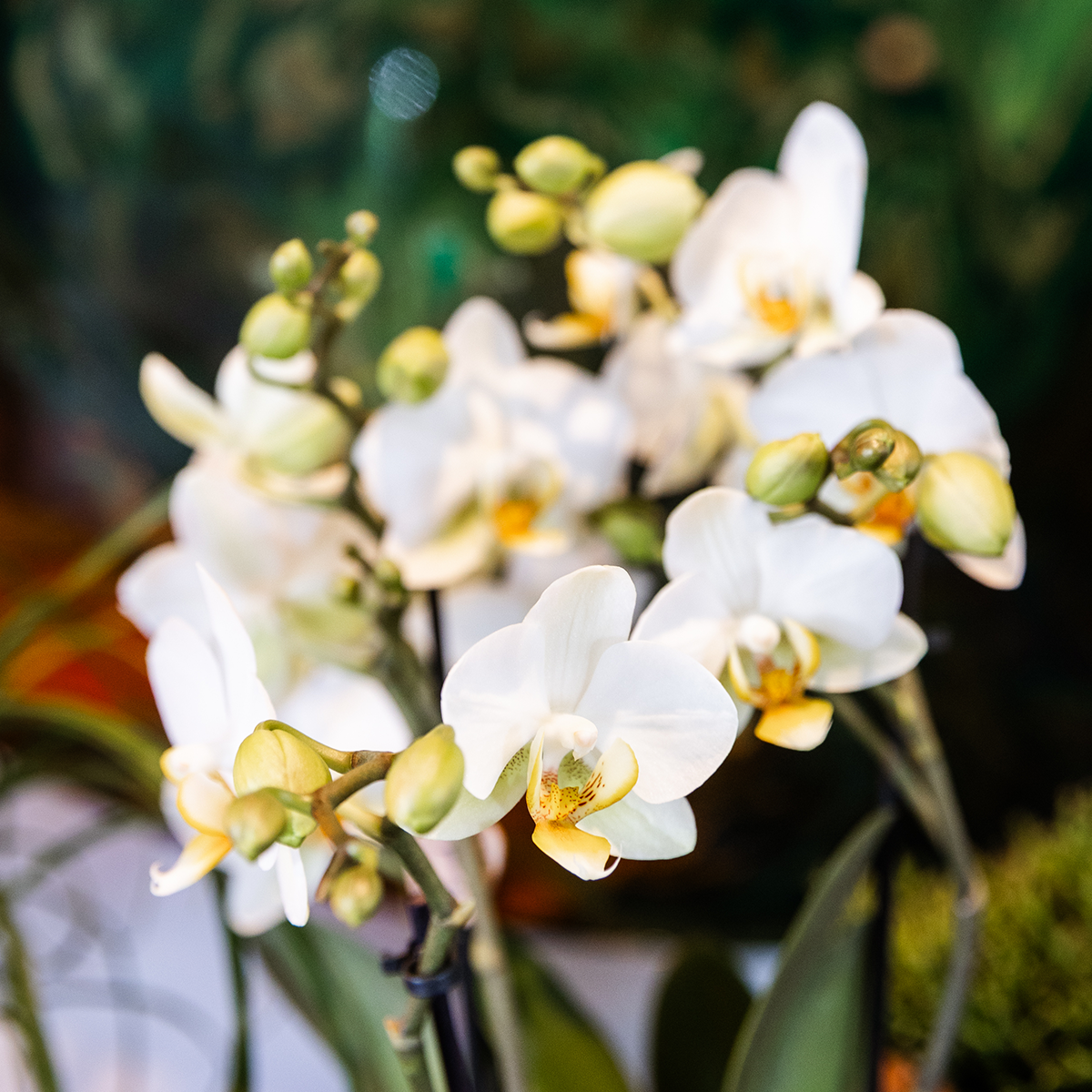 Weiße Lausanne-Orchideen 12 cm – 3er-Set im Como-Topf – Easy Watering System – Mono-Bouquet Weiß