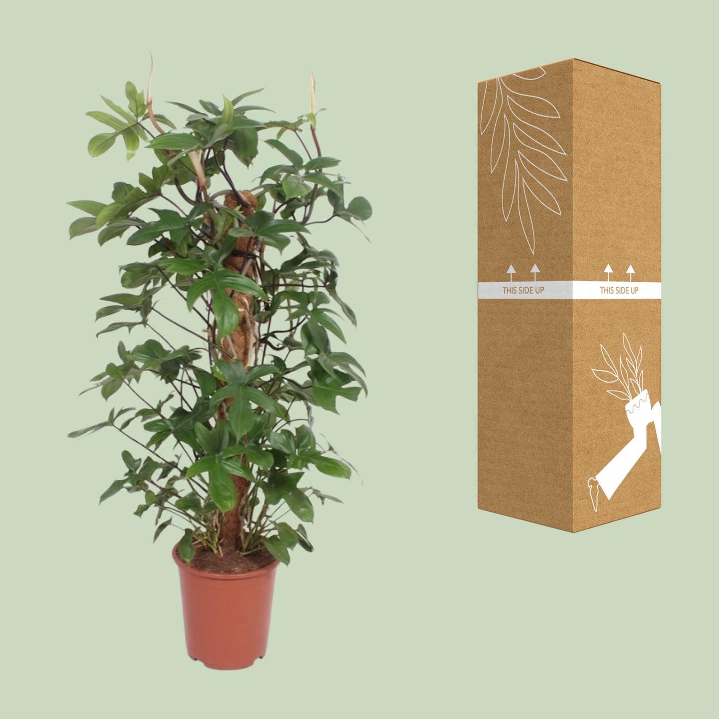 Baumfreund - Philodendron Pedatum - Zimmerpflanze - Ø27cm - ↕130cm