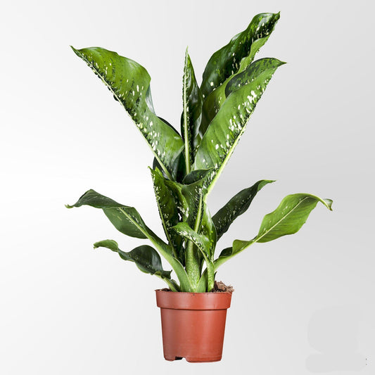 Dieffenbachia Seguine 'Caiman' – Zimmerpflanze Ø21cm – Höhe 75cm – Große, dekorative Blätter – Pflegeleicht & Blickfang