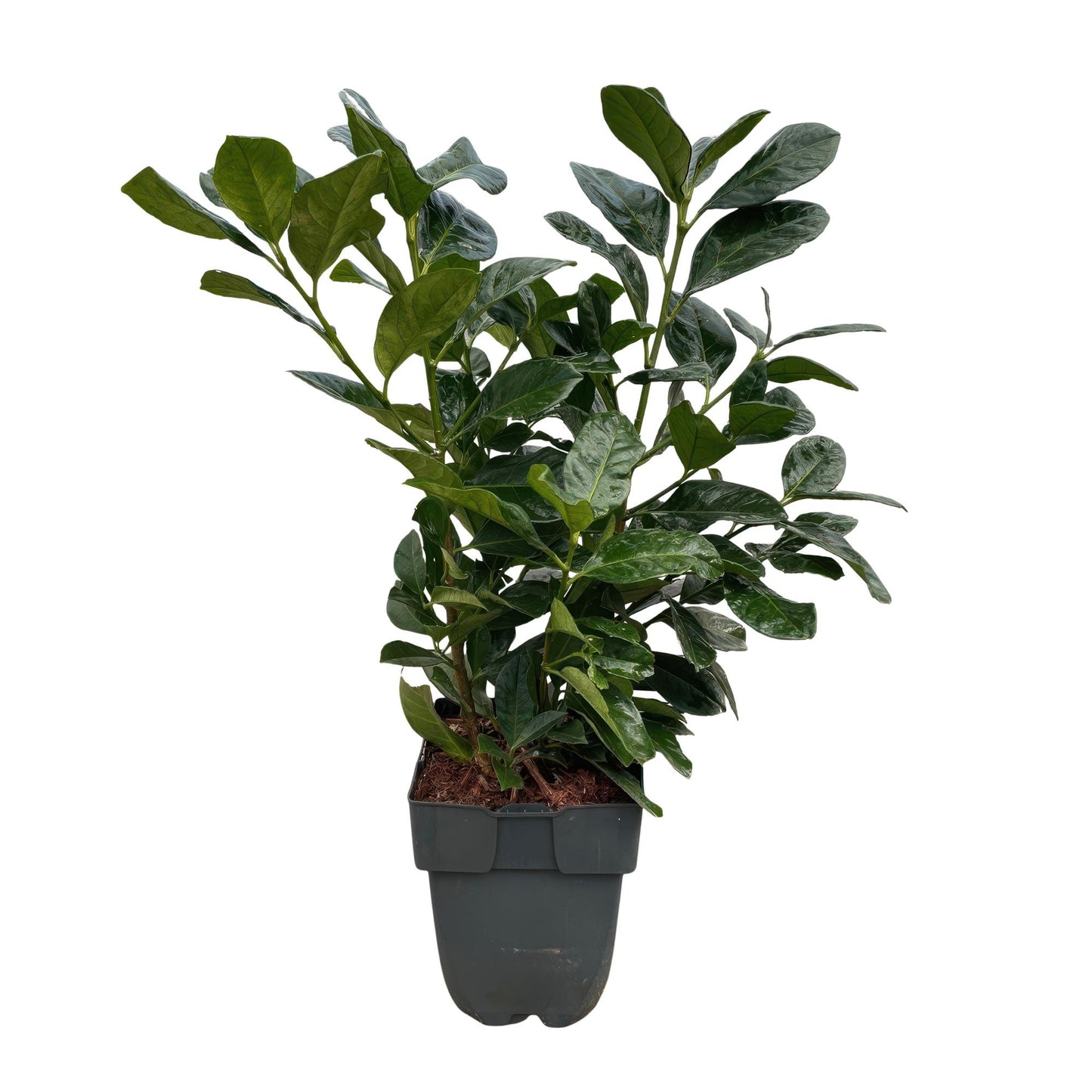 Kirschlorbeer - Prunus laurocerasus Etna - Hecke - Blatt grün - 6 Pflanzen - 1 laufender Meter - immergrün - Topf 17cm Höhe 50cm