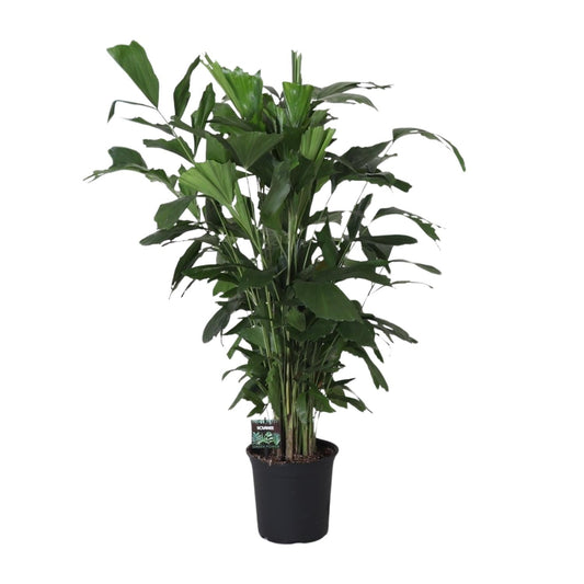 Fishtail-Palme Caryota Mitis – Zimmer- & Terrassenpflanze – Ø24 cm Topf – Ca. 120 cm hoch – Tropische & pflegeleichte Palmenpflanze mit fischförmigem Blattwerk – Für Halbschatten