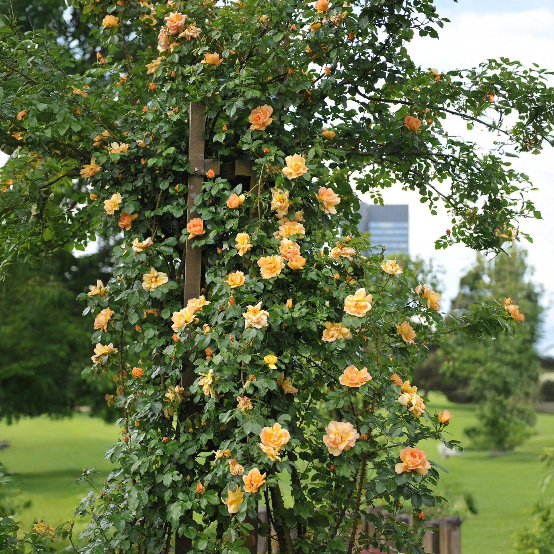 Kletterrose – Rosa Orange Climber – Orange Blüten – 2 Pflanzen – 11cm – Höhe 40cm – Wenig Pflege – Blüte im Sommer
