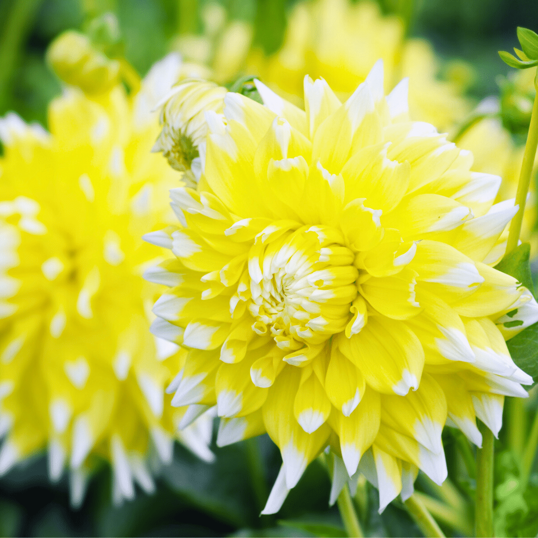 Blumenzwiebel - Dahlie - Seattle - Knollen für 4 m² - 24 Stück
