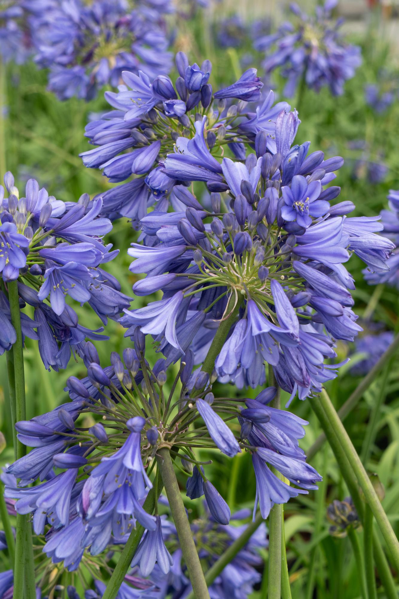 Schmuck-Lilie - Agapanthus 'Ever Sapphire' - Ø19cm - ↕30cm