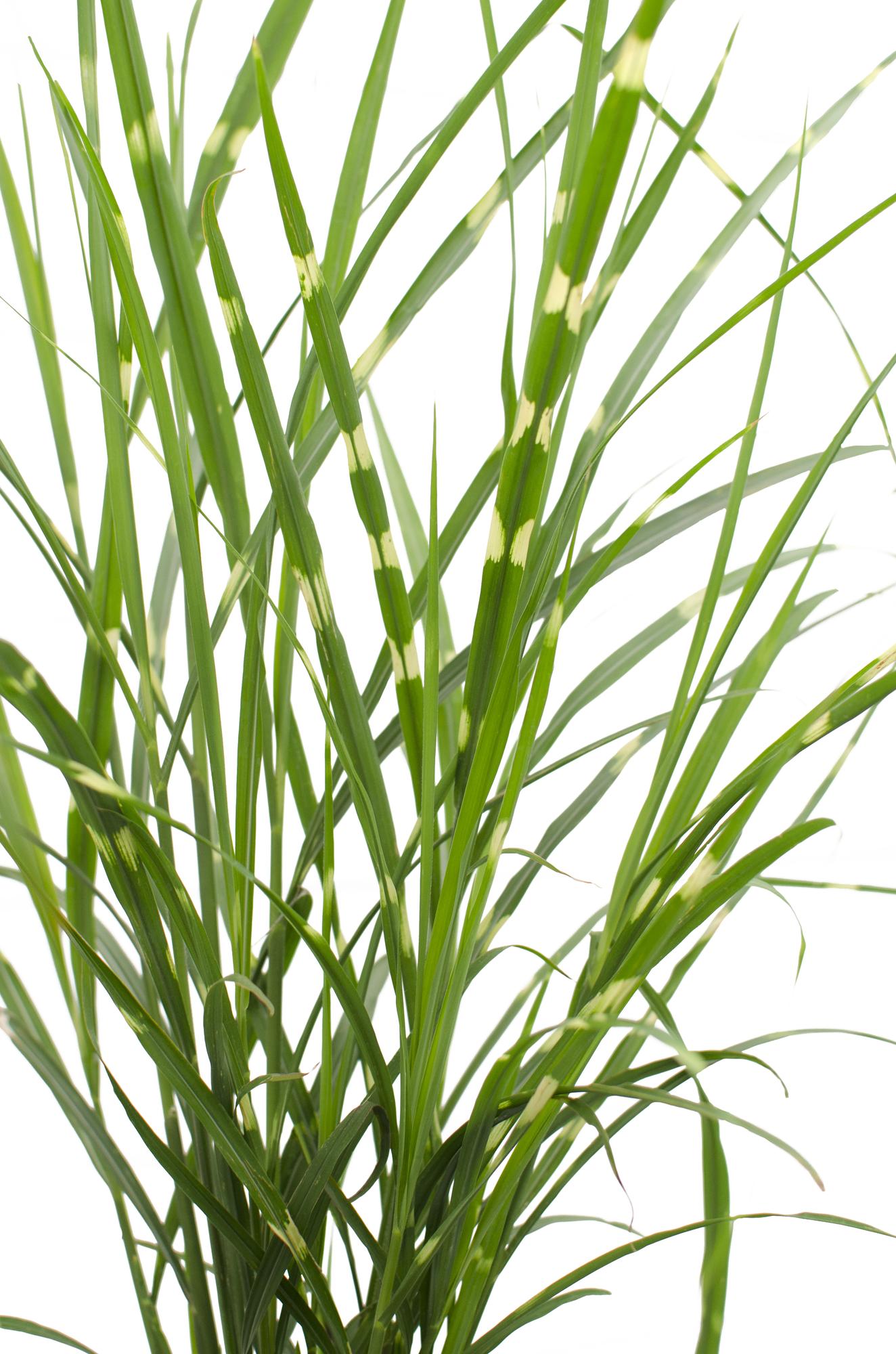 Stachelschweingras - Miscanthus sinensis Strictus - Ø23cm - ↕60cm