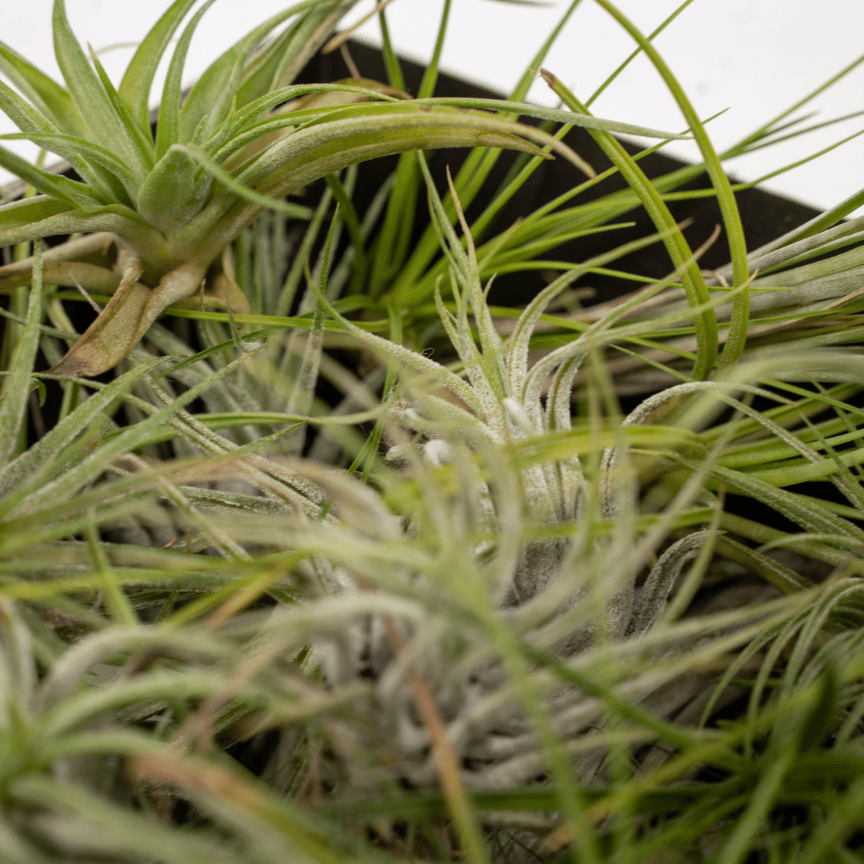 Tillandsia Air Mix – 5 Luftpflanzen – Ø6cm – Pflegeleichte Tillandsien-Mischung – Ohne Erde – Für helle Innenräume & kreative Deko
