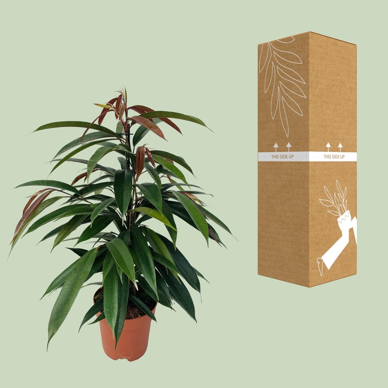 Gummibaum Ficus binnendijkii 'Amstel King' – Zimmerpflanze – Ø17cm – Höhe ca. 75cm – Pflegeleichte Grünpflanze mit glänzenden Blättern – Für Wohn- & Arbeitsräume