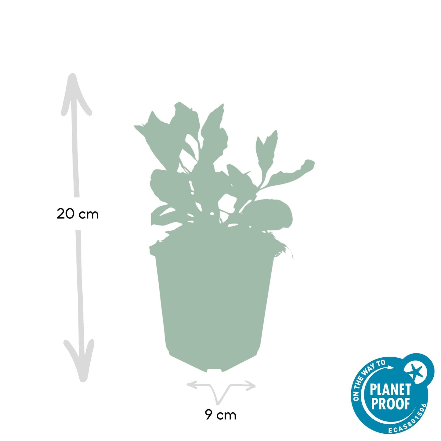 Aster ageratoides 'Asran' – Herbstblüher Staude – 24 Pflanzen – ↕10-25cm – Ø9cm – Hellblaue Blüten – Sonne