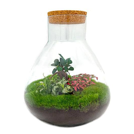 Flaschengarten Terrarium Sam XL Bonsai – DIY Bausatz – 35cm Hoch – Ø30cm – Selbstgebautes Mini-Ökosystem mit Ficus-Ginseng-Bonsai & Fittonia – Komplett-Set für Anfänger & Naturfreunde
