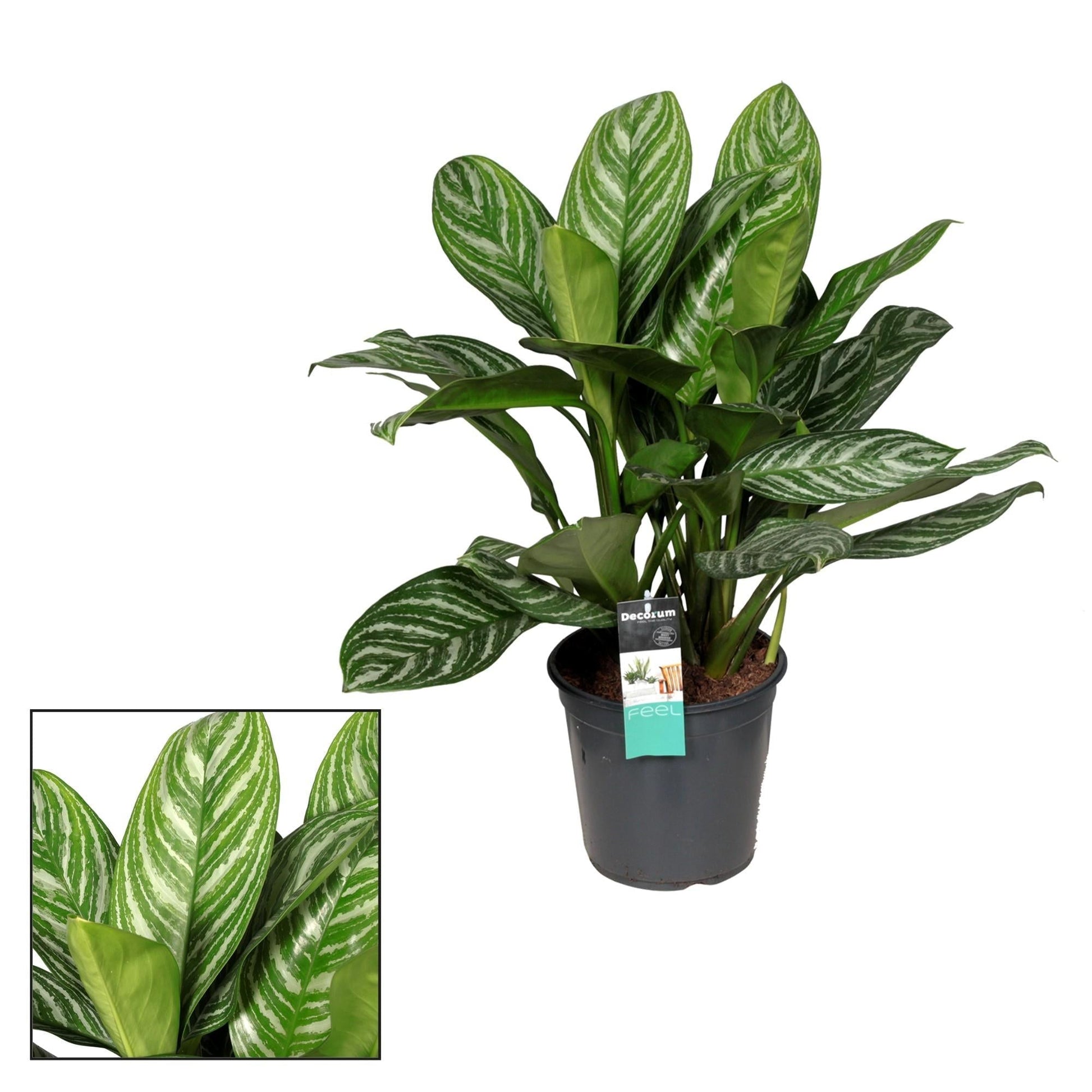 Aglaonema Stripes – Zimmerpflanze – Ø21cm – ↕80cm – Tropische Blattpflanze mit silbrig-grüner Zeichnung – Pflegeleicht & luftreinigend – Für Wohnzimmer & Büro