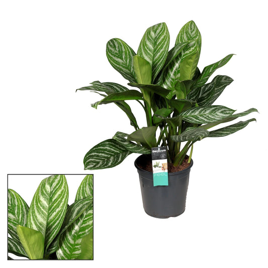 Aglaonema Stripes – Zimmerpflanze – Ø21cm – ↕80cm – Tropische Blattpflanze mit silbrig-grüner Zeichnung – Pflegeleicht & luftreinigend – Für Wohnzimmer & Büro