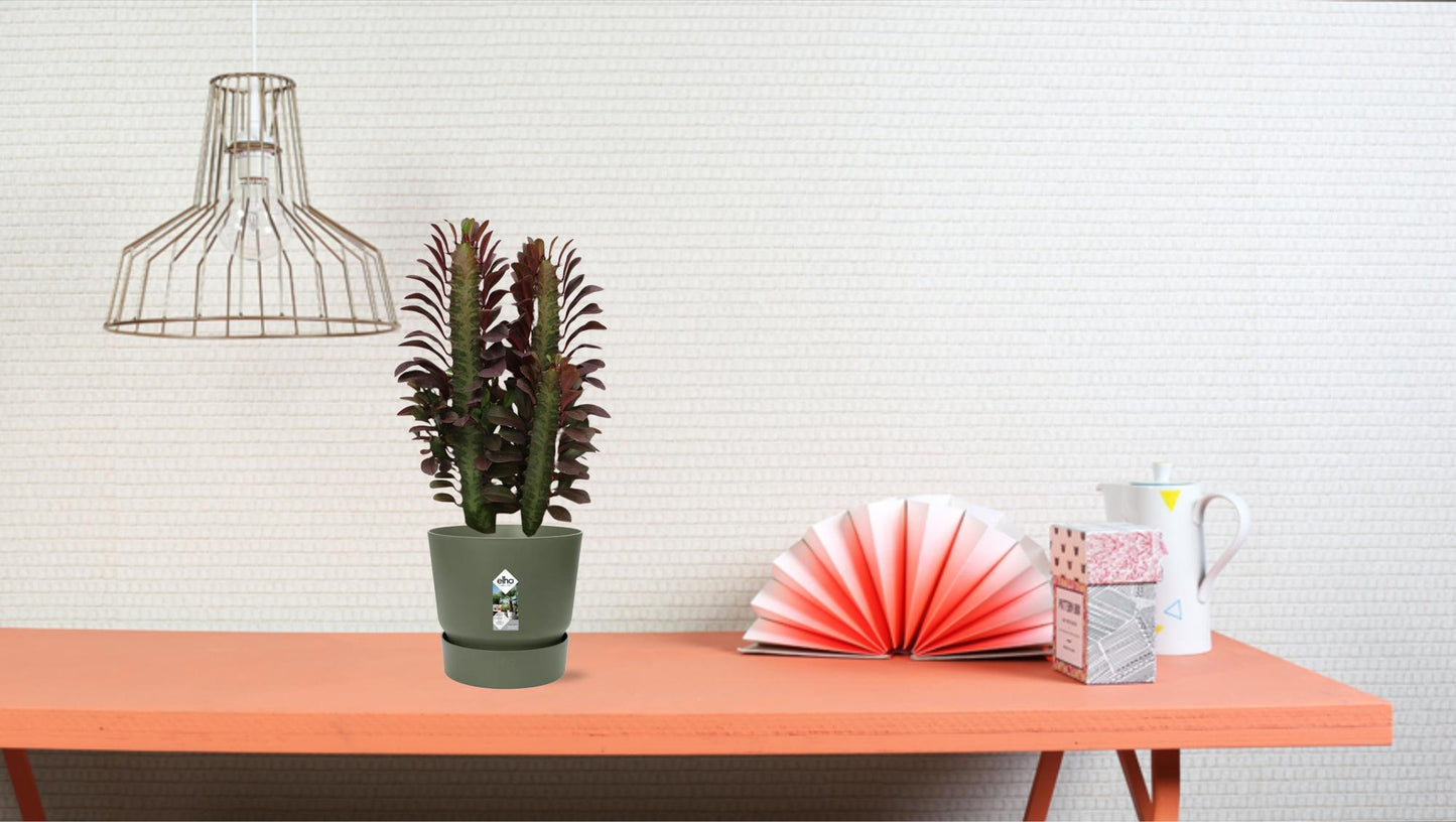 Euphorbia Trigona Rubra – Wolfsmilch – Zimmerpflanze – Ø12cm – ↕40cm – Rote Sukkulente – Pflegeleicht & robust – Für sonnige Innenbereiche