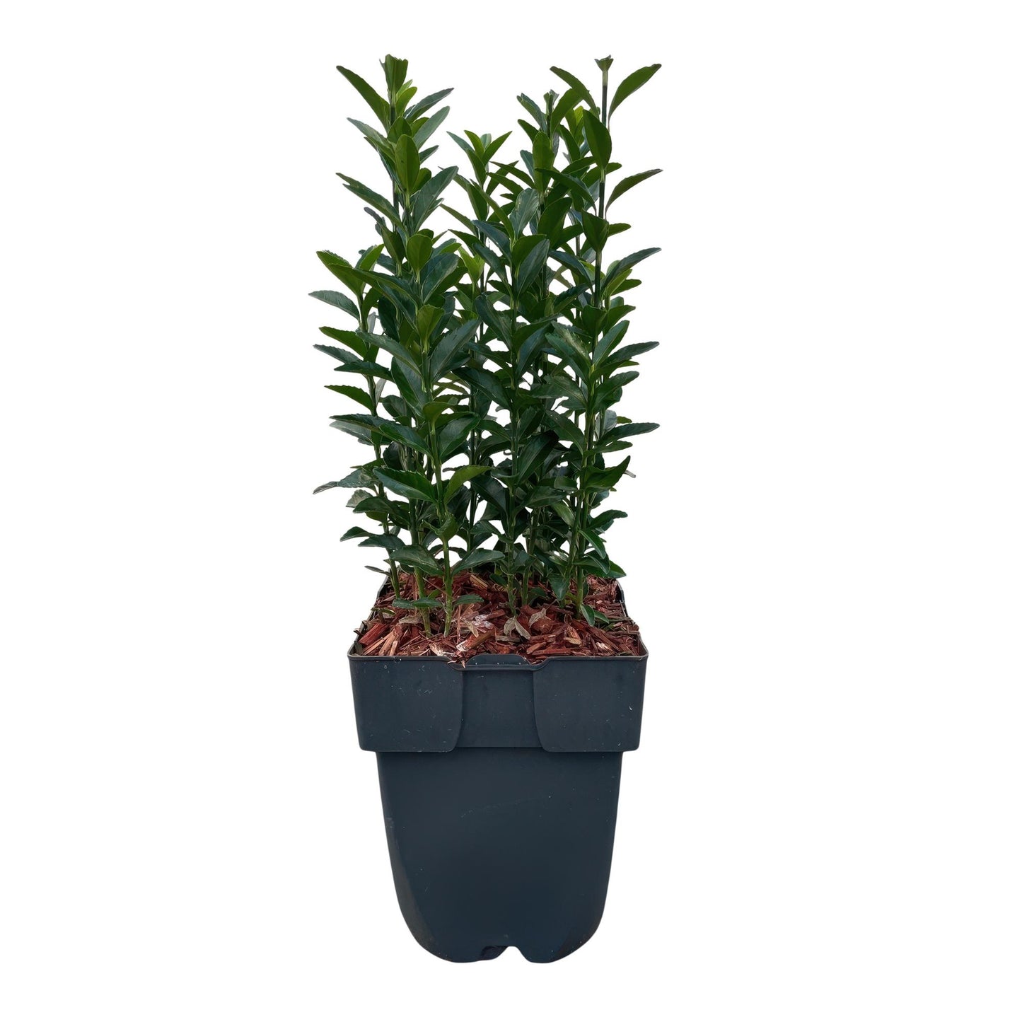 Japanischer Spindelstrauch - Euonymus japonicus Green Spire - Heckenpflanze - Blatt Grün - 6 Pflanzen - 1 Meter - immergrün - Topf 17cm Höhe 40cm
