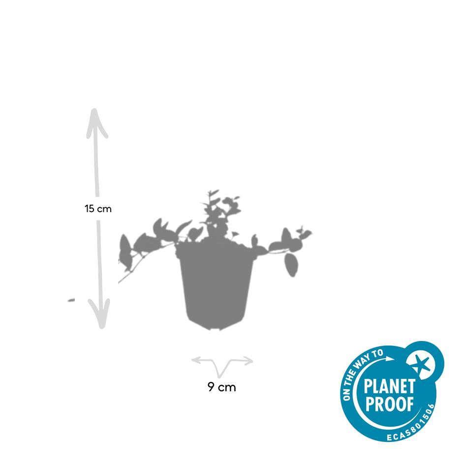 Vinca minor 'Ralph Shugert' – Immergrüner Bodendecker – 24 Pflanzen – Lavendelfarbene Blüten – 10–25 cm – Ø9 cm