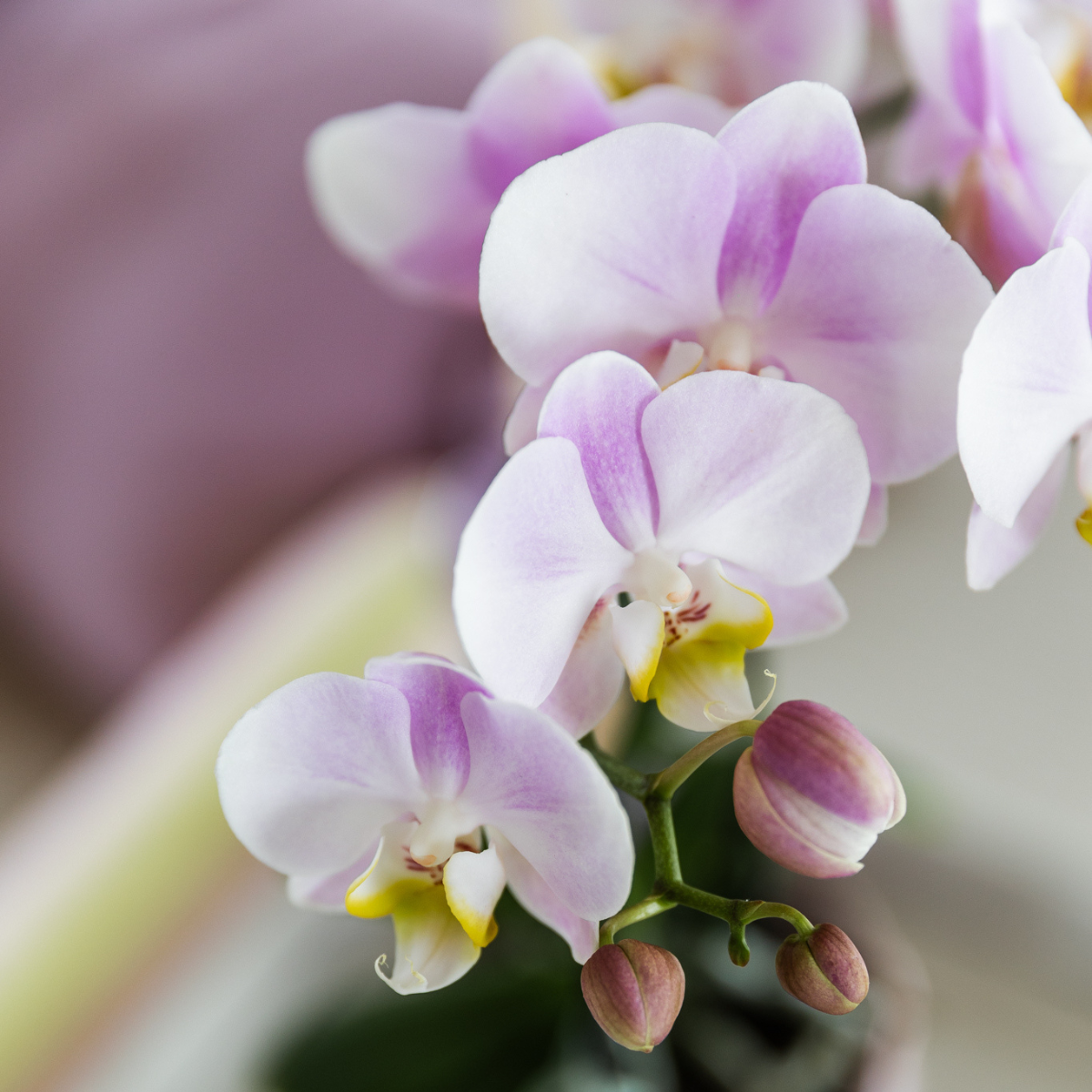 Sukkulente mit Rosa Phalaenopsis Orchidee – Simplicity Keramiktöpfe Rosa auf Bambusplatte – Dekoratives Pflanzenarrangement – Geschenkidee