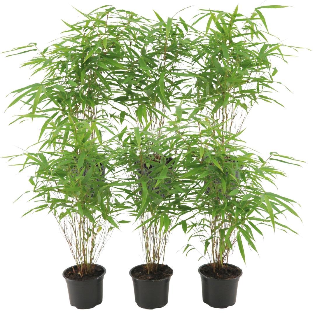 Fargesia Rufa – Nicht-Ausbreitender Bambus – Ø7cm – ↕15cm – 6 Pflanzen – Winterhart & Pflegeleicht – Für Hecken, Garten & Terrasse