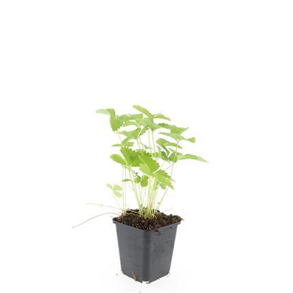 Fragaria vesca – 24 Pflanzen – ↕10-25cm – Ø9cm – Wald-Erdbeere – Aromatisch & Süß – Bodendecker & Beerenpflanze – Pflegeleicht – Sonne & Halbschatten