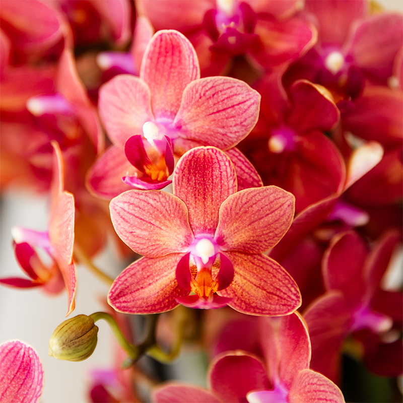 Orchideen Überraschungsbox – 2 Orchideen 9 cm, Pflanzen-Vorteilsbox, frische Lieferung direkt vom Züchter