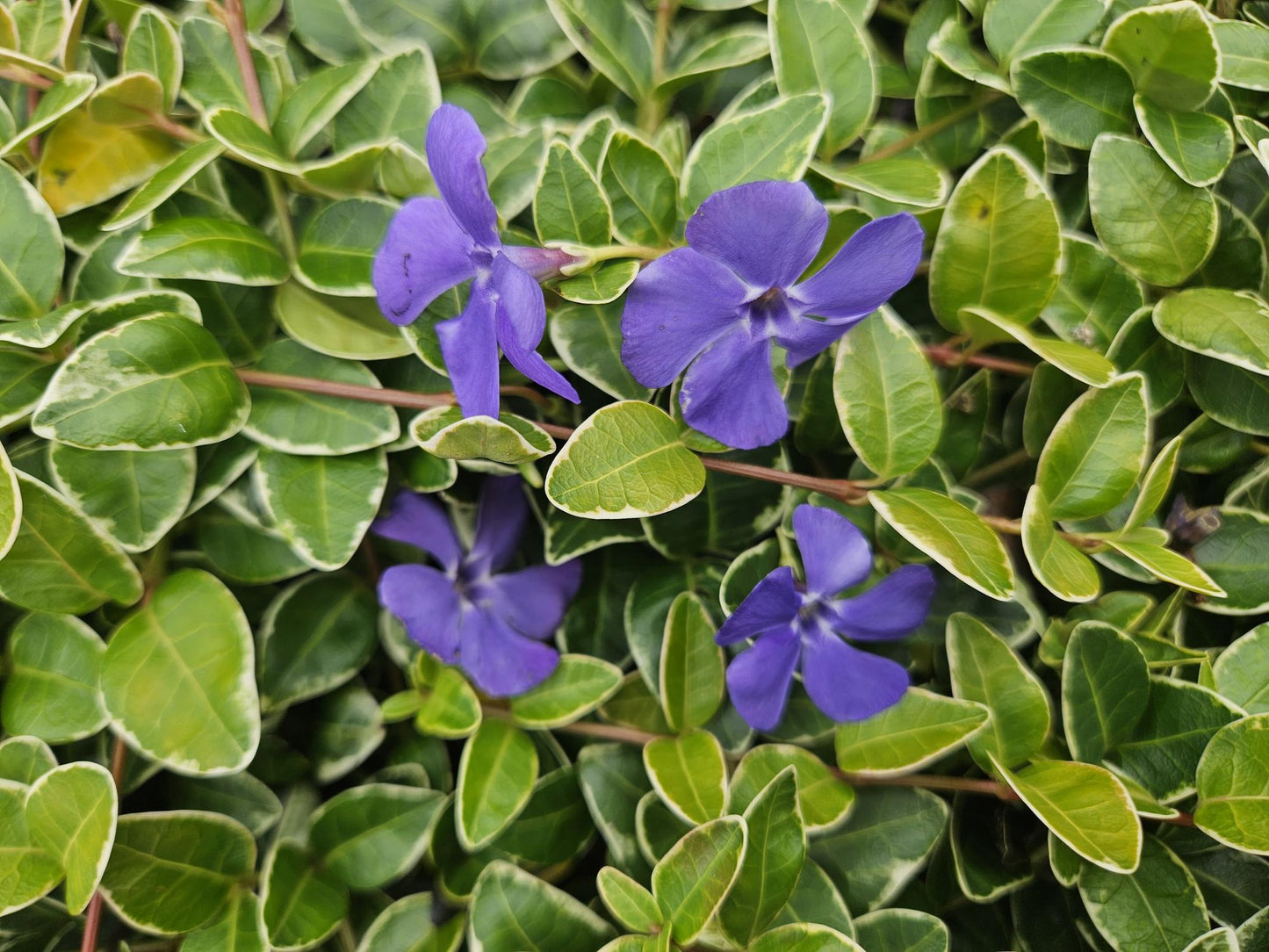 Vinca minor 'Ralph Shugert' – Immergrüner Bodendecker – 48 Pflanzen – Lavendelfarbene Blüten – 10–25 cm – Ø9 cm