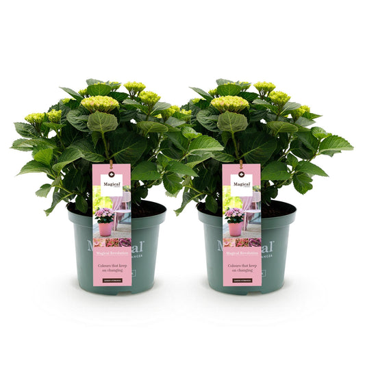 Hydrangea macrophylla Magical Revolution Pink – Gartenhortensie – 2 Pflanzen – Topf 23 cm – Höhe 55 cm – Rosa Blüten – Balkonpflanze – Sommerblüte – Sonne bis Halbschatten
