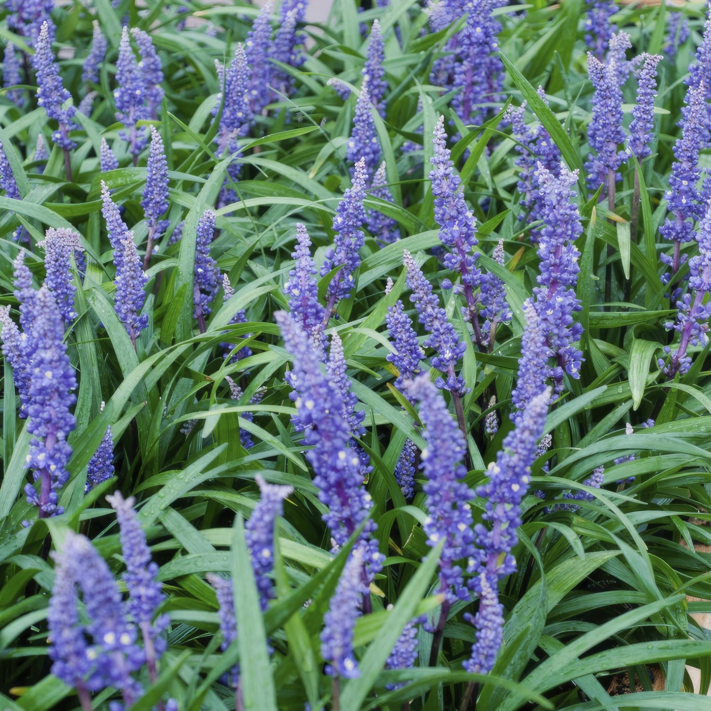 Lilientraube Liriope muscari ‘Big Blue’ – ↕10-25cm – Ø9cm – 20 Pflanzen – Immergrüner Bodendecker – Lila Blüten – Halbschatten & pflegeleicht