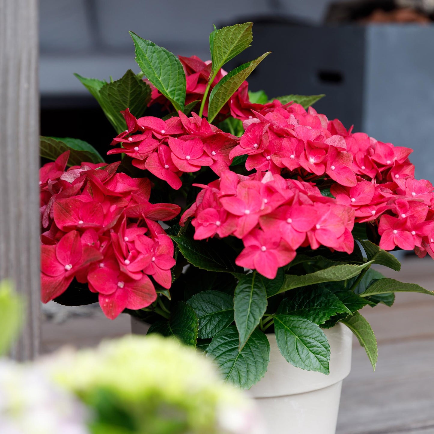 Hortensie Magical Ruby Tuesday & Saphire – 2 Pflanzen – Hydrangea macrophylla - 23 cm – Ca. 55 cm hoch – 6–10 Blüten – Für Balkon, Terrasse & Beet – Pflegeleicht