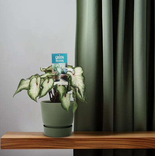 Caladium Weiß – Angel Wings – Ø12cm – ↕25cm – Tropische Zimmerpflanze mit herzförmigen Blättern – Pflegeleicht & dekorativ – Für helle Innenräume