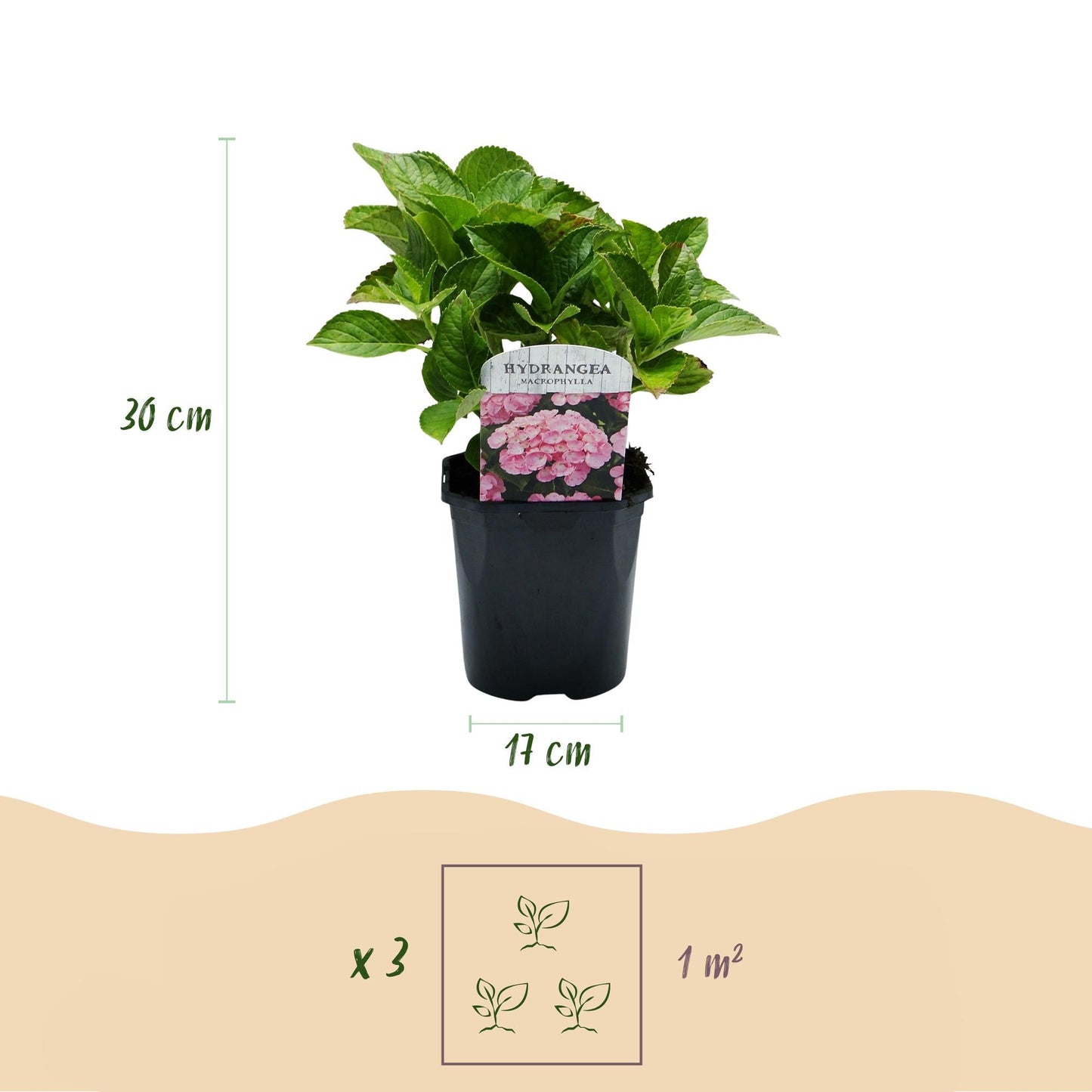 Hortensie Hydrangea macrophylla Rosa – 3 Pflanzen für 1 m² – Ø17cm – ↕30cm – Sommerblüher – Pflegeleicht & laubabwerfend