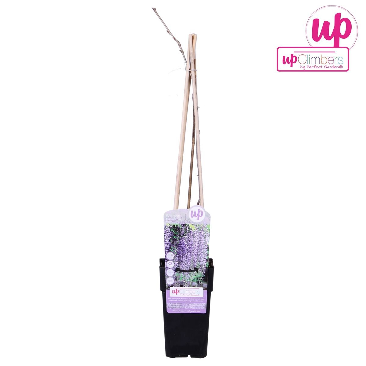 Blauregen - Wisteria floribunda 'Naga Noda' - Purpurner Regen - Ø15cm ↕65cm - Schnellwachsende Kletterpflanze mit langen, violetten Blütentrauben für Pergola, Zaun & Garten