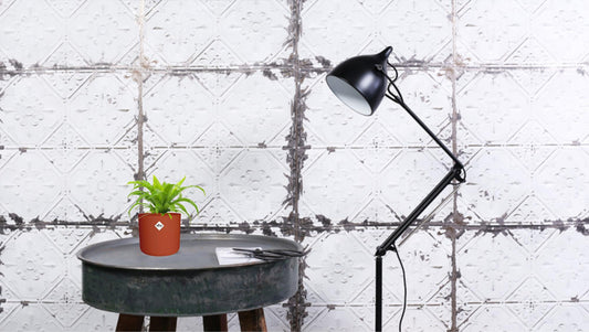 Milzfarn – Asplenium Antiquum – Zimmerpflanze – Ø12 cm – ca. 19 cm hoch – Pflegeleichter Streifenfarn für schattige Plätze