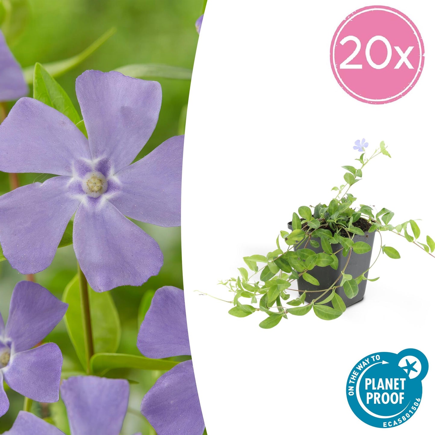 Kleines Garten-Immergrün Vinca minor 'La Grave' – ↕10-25cm – Ø9cm – 20 Pflanzen – Immergrüner Bodendecker mit violetten Blüten – Schattentauglich & pflegeleicht