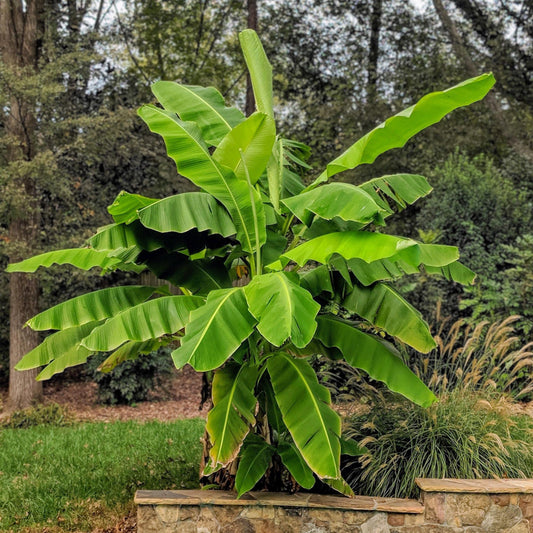 Japanische Faserbanane – Musa basjoo – Winterhart – 2 Pflanzen – Ø15 cm – Höhe ca. 50 cm – Tropische Optik & essbare Früchte – Pflegeleicht – Für Garten, Terrasse & Balkon