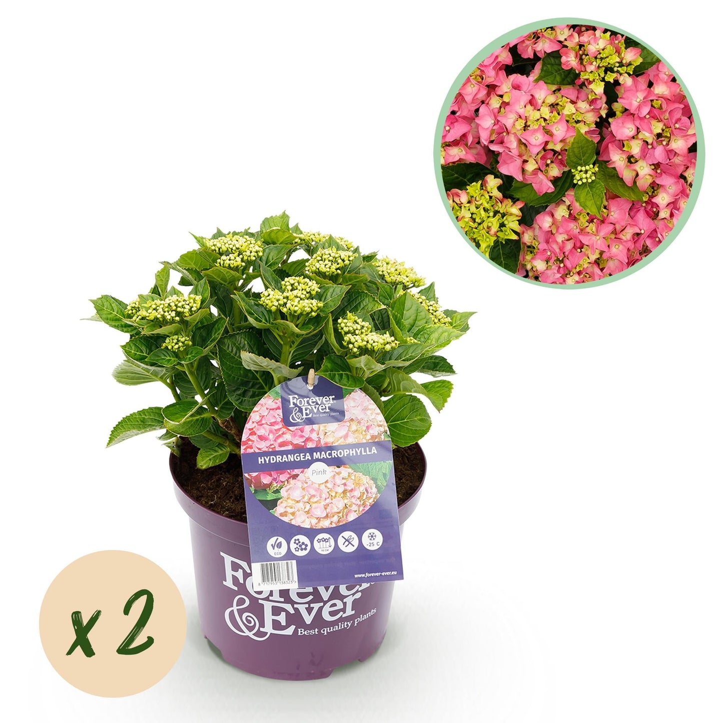 Hortensie Forever & Ever – Rosa – 2 Pflanzen – Hydrangea macrophylla – 23 cm – Ca. 55 cm hoch – 7–12 Blüten – Langanhaltende Blüte – Für Beet, Balkon & Terrasse