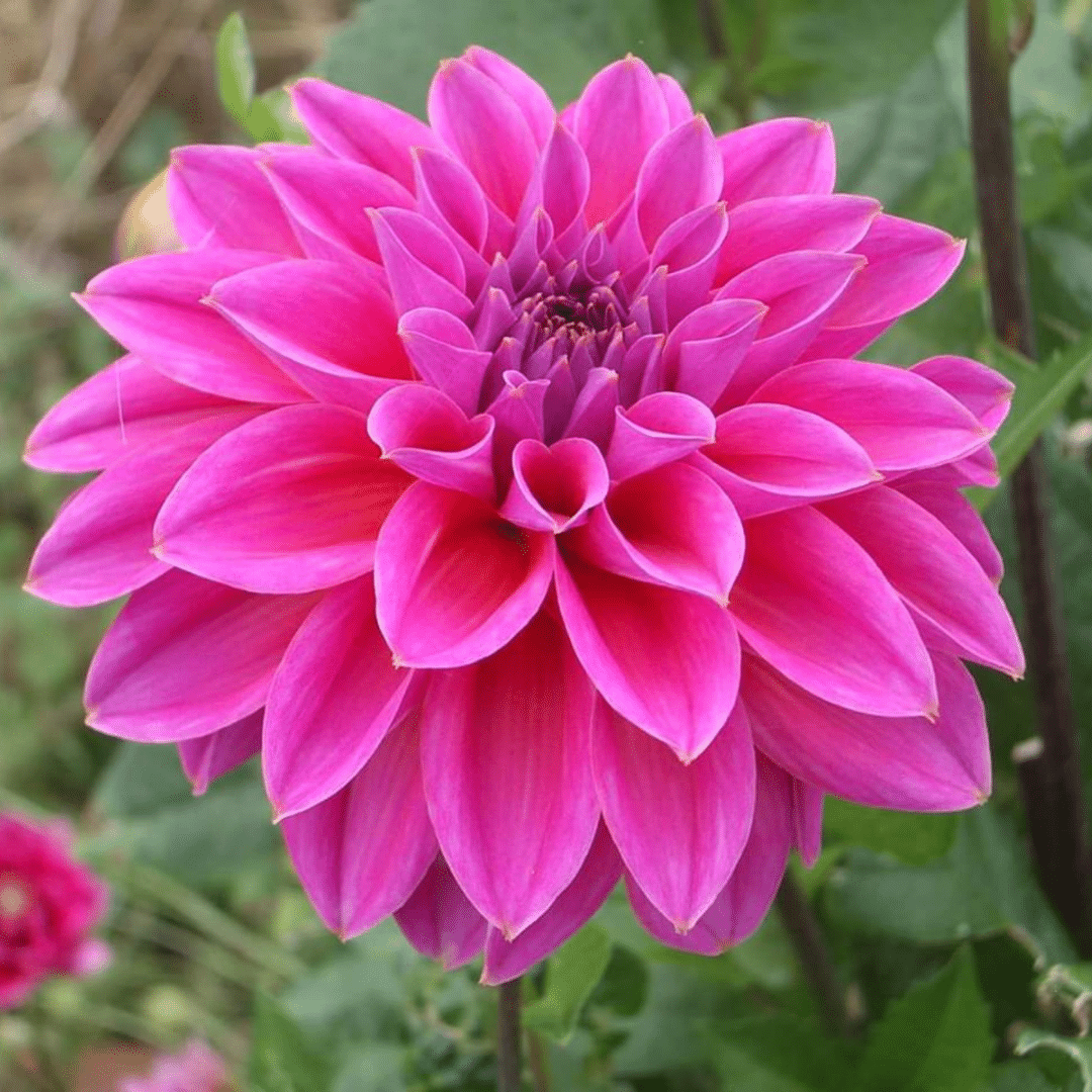 Blumenzwiebel Mix - Dahlien Natal & Dahlien Blue Bell - 2 Stück
