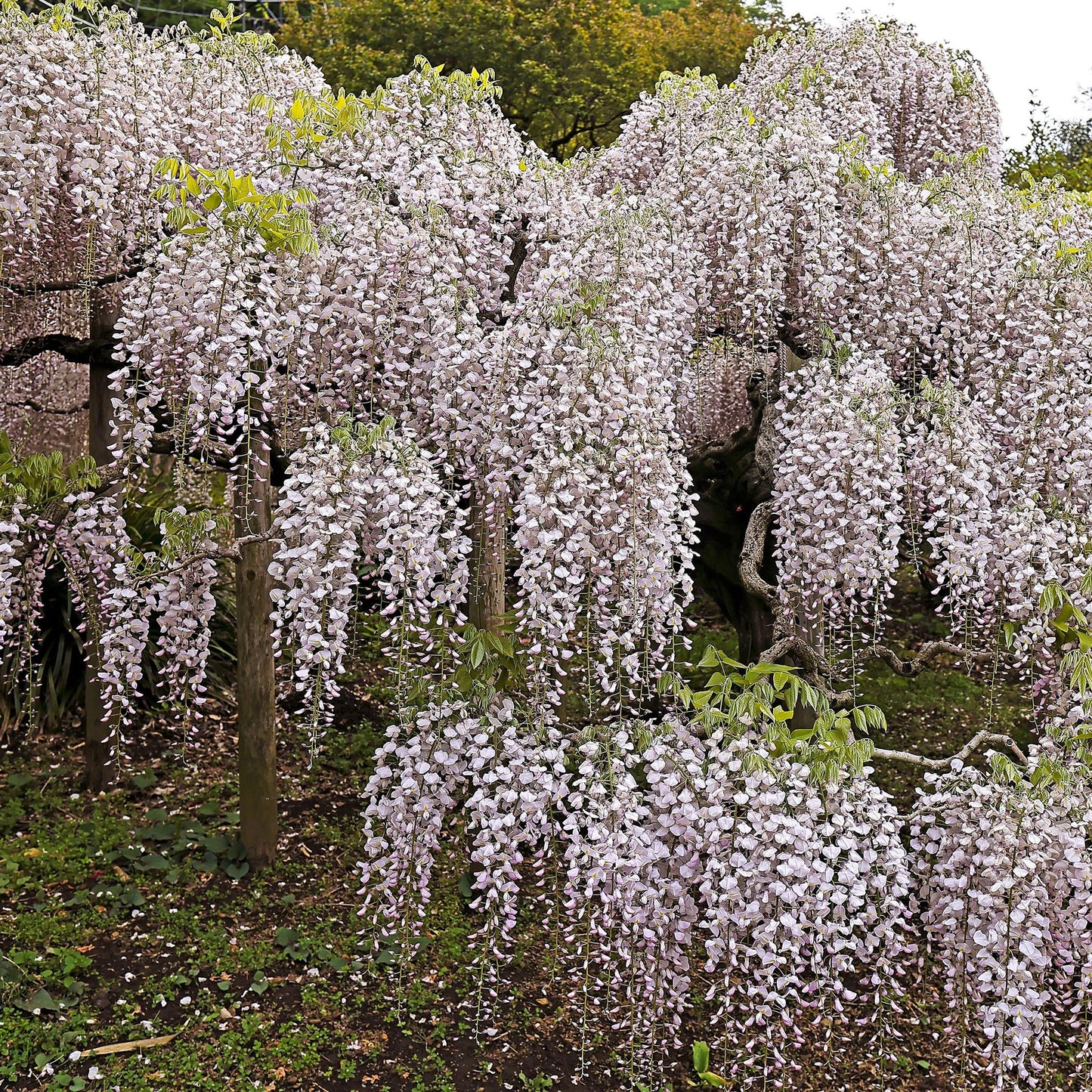 Kletterpflanze Wisteria floribunda Rosea – Rosa Blütentrauben – Frühling – 11 cm x H40 cm – Pflegeleicht – Für Garten, Pergola & Zaun