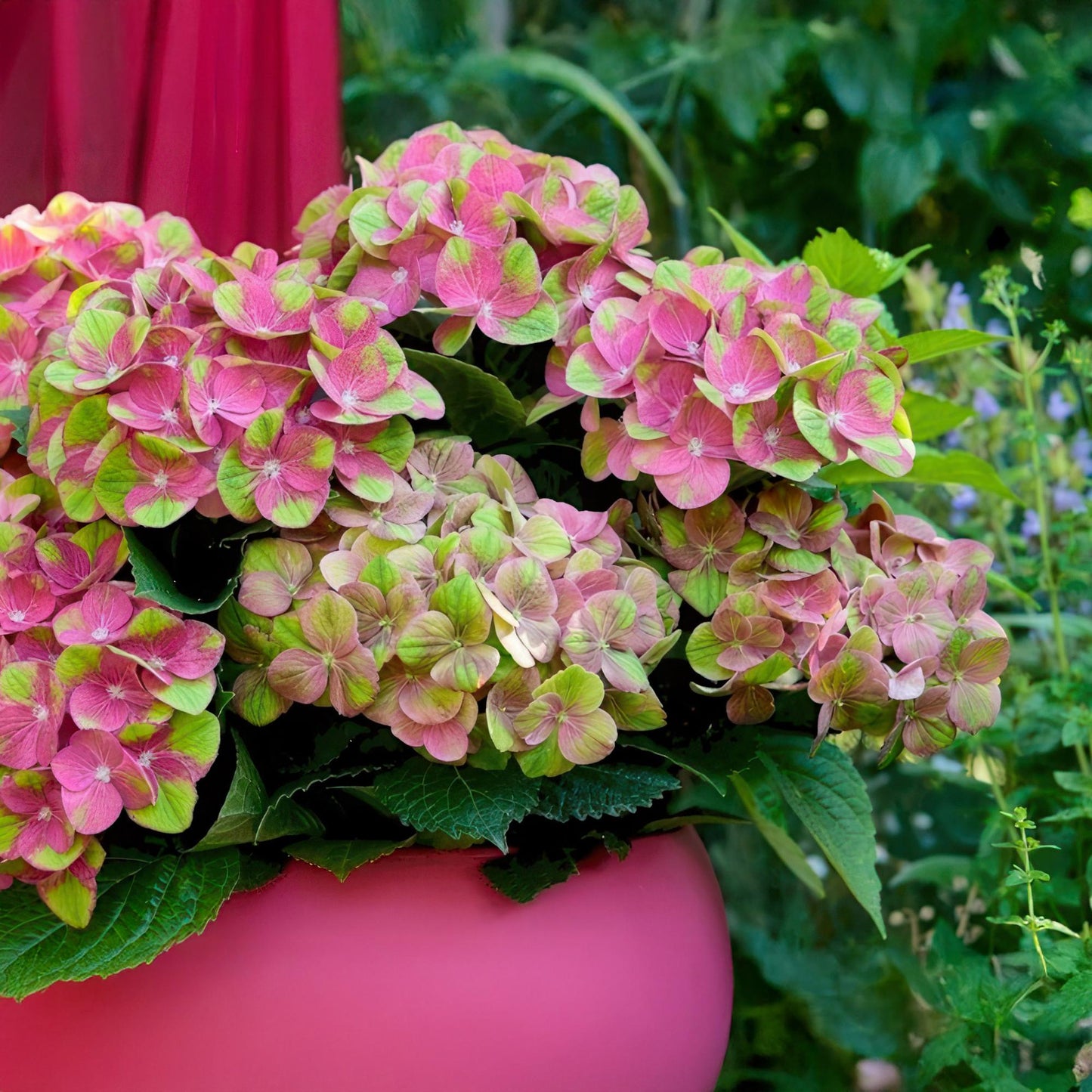Hortensie Magical Green Fire – Hydrangea macrophylla – Rosa-Grün – Balkonpflanze – Im 23 cm Topf – Ca. 55 cm hoch – 6–10 Blüten – Für Balkon, Terrasse & Beet – Farbwechselnde Blüte – Pflegeleicht