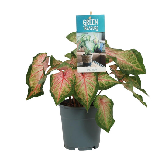 Caladium Rose – Angel Wings – Ø12cm – ↕25cm – Tropische Zimmerpflanze mit rosa-grünem Laub – Dekorativ & pflegeleicht – Für halbschattige Standorte