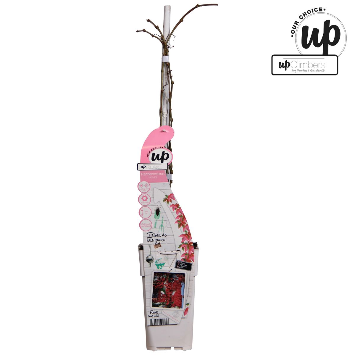 Jungfernrebe – Parthenocissus henryana – Ø15cm – ↕65cm – Farbintensive Kletterpflanze mit roter Herbstfärbung