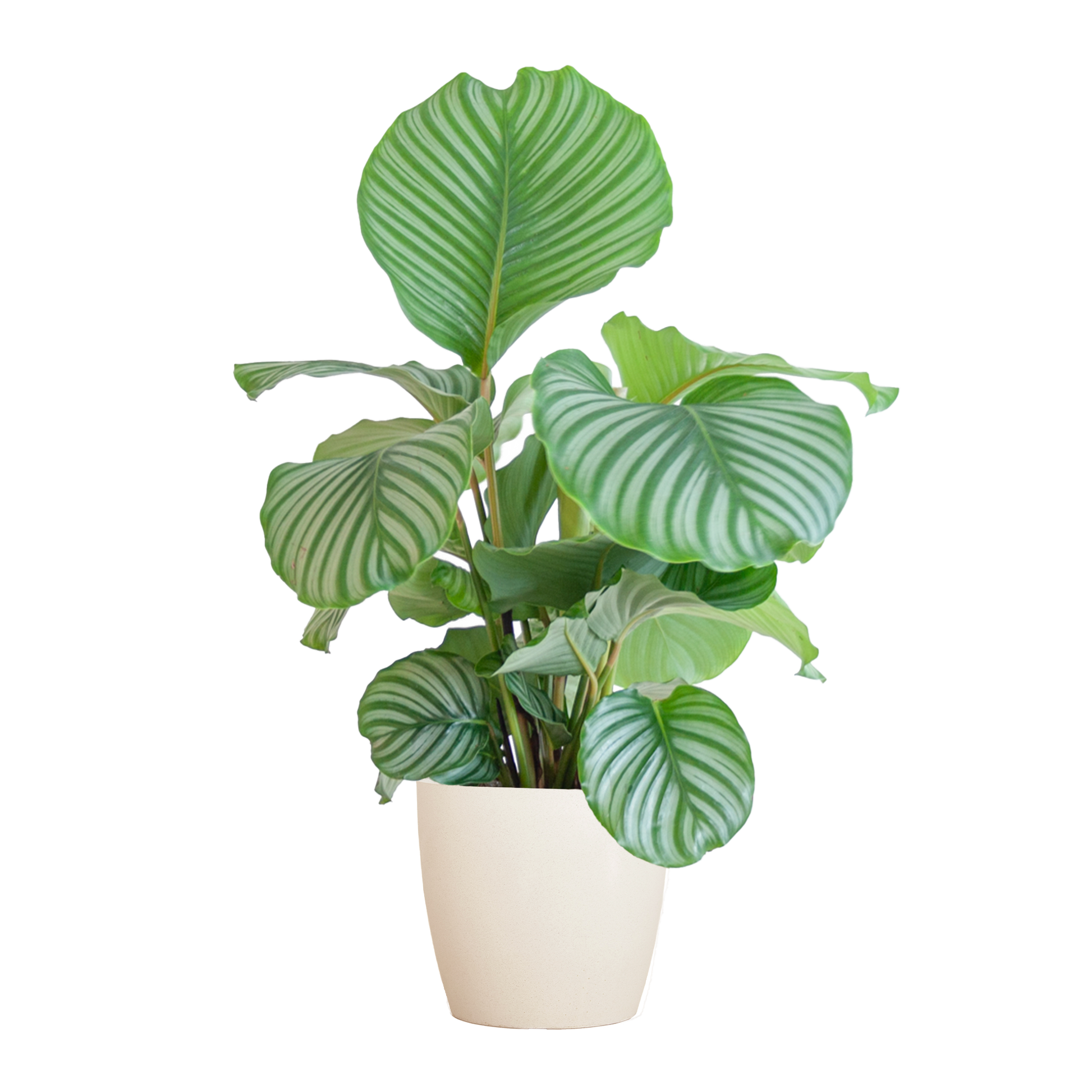 Korbmarante Calathea Orbifolia – Zimmerpflanze 65cm – Ø21cm – Luftreinigend – Inklusive biologisch abbaubarem Viber-Topf Weiß – Exotische Zimmerpflanze mit mintgrünen Blättern