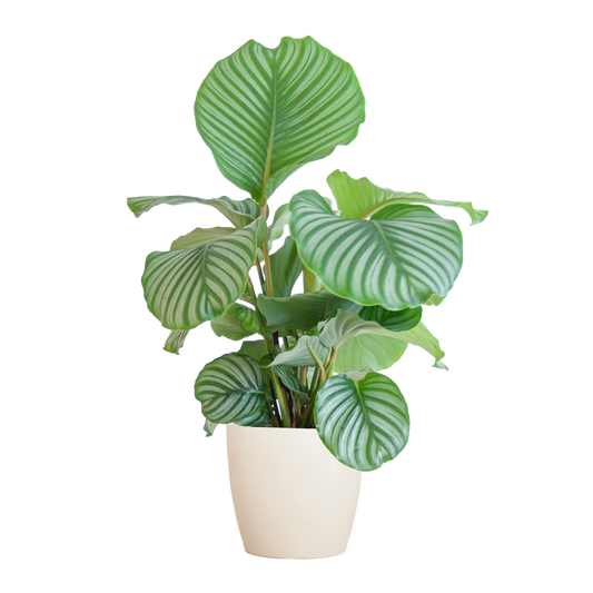 Korbmarante Calathea Orbifolia – Zimmerpflanze 65cm – Ø21cm – Luftreinigend – Inklusive biologisch abbaubarem Viber-Topf Weiß – Exotische Zimmerpflanze mit mintgrünen Blättern