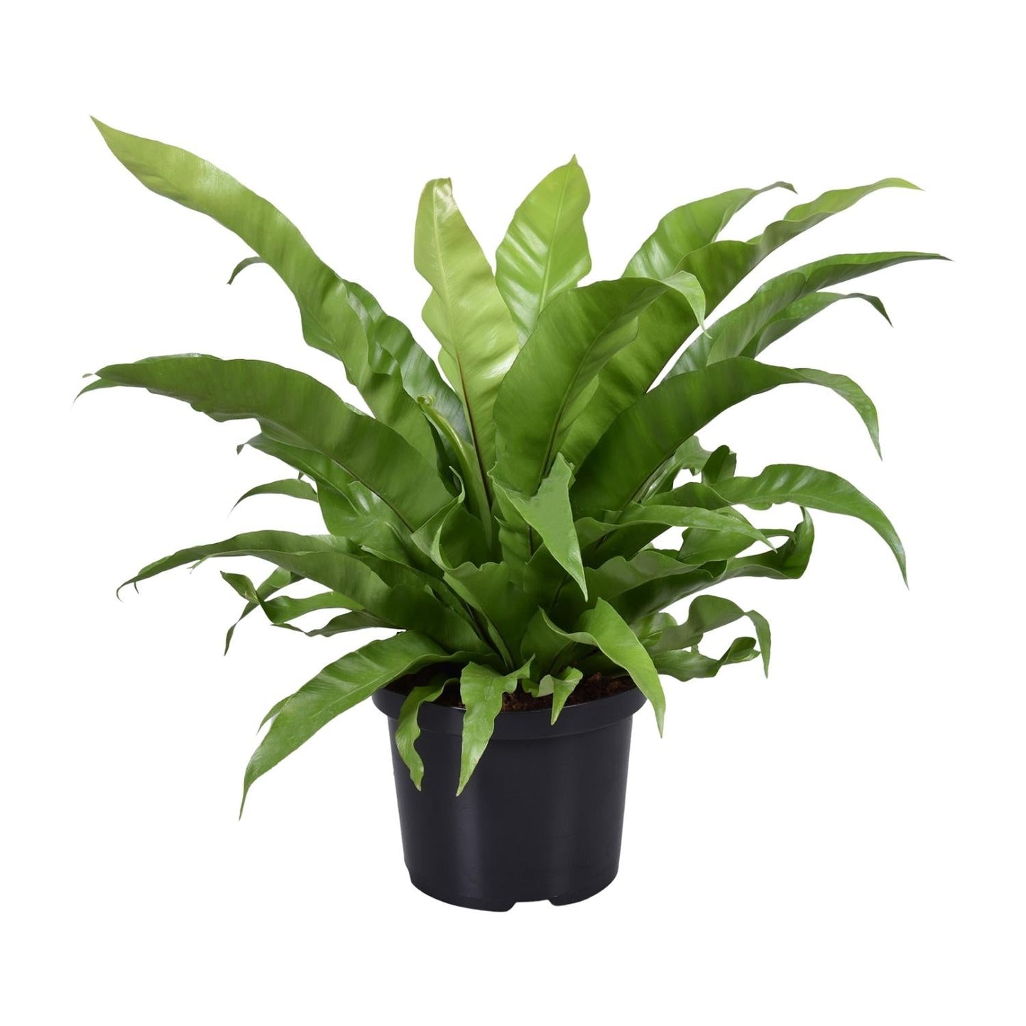 Nestfarn – Asplenium antiquum – Zimmerpflanze – Ø23 cm – ↕60 cm – Pflegeleicht – Luftreinigend – Halbschatten