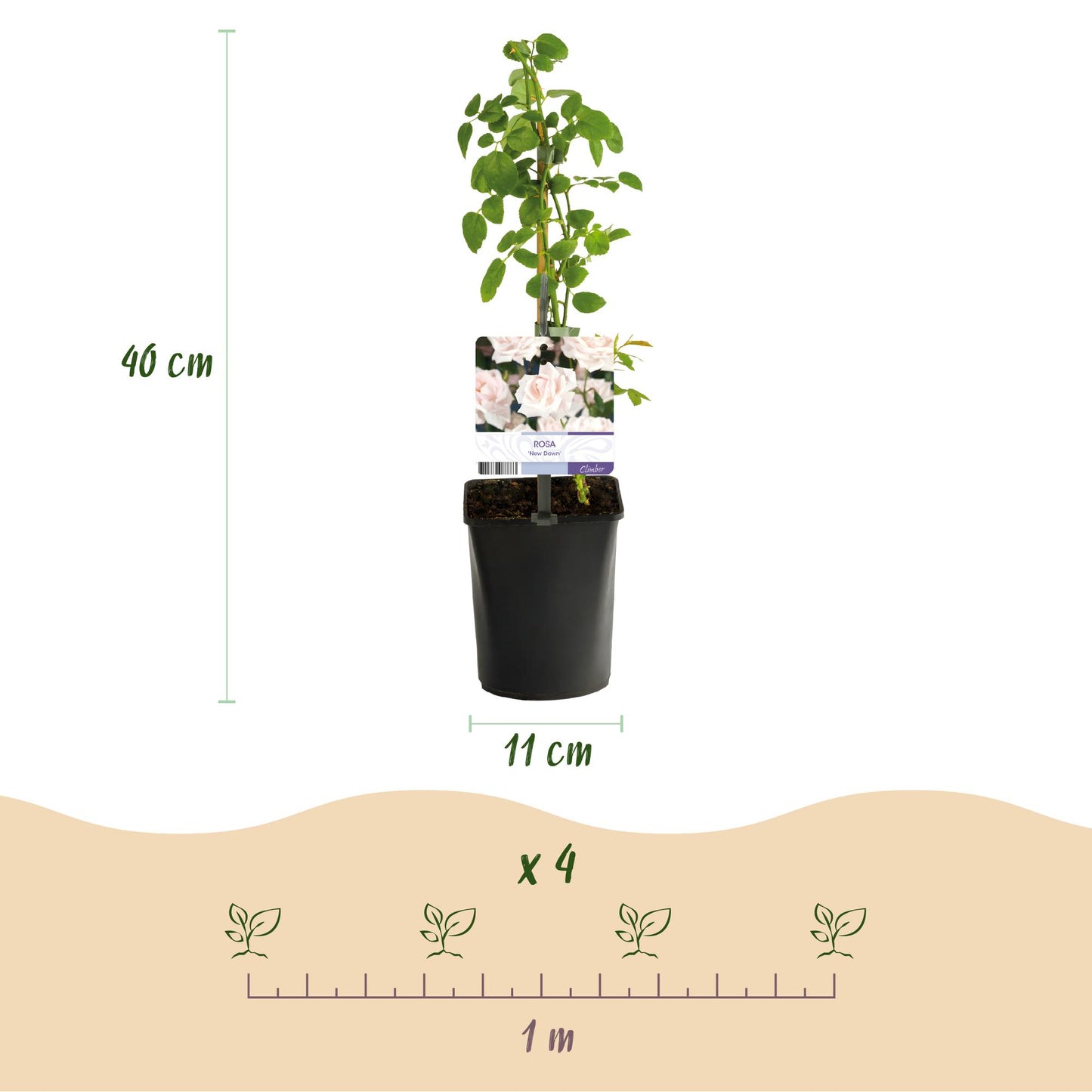 Kletterrose - Rosa New Dawn - Rosa Rose - Wenig Pflege - 2 Pflanzen - Topf 11cm Höhe 40cm