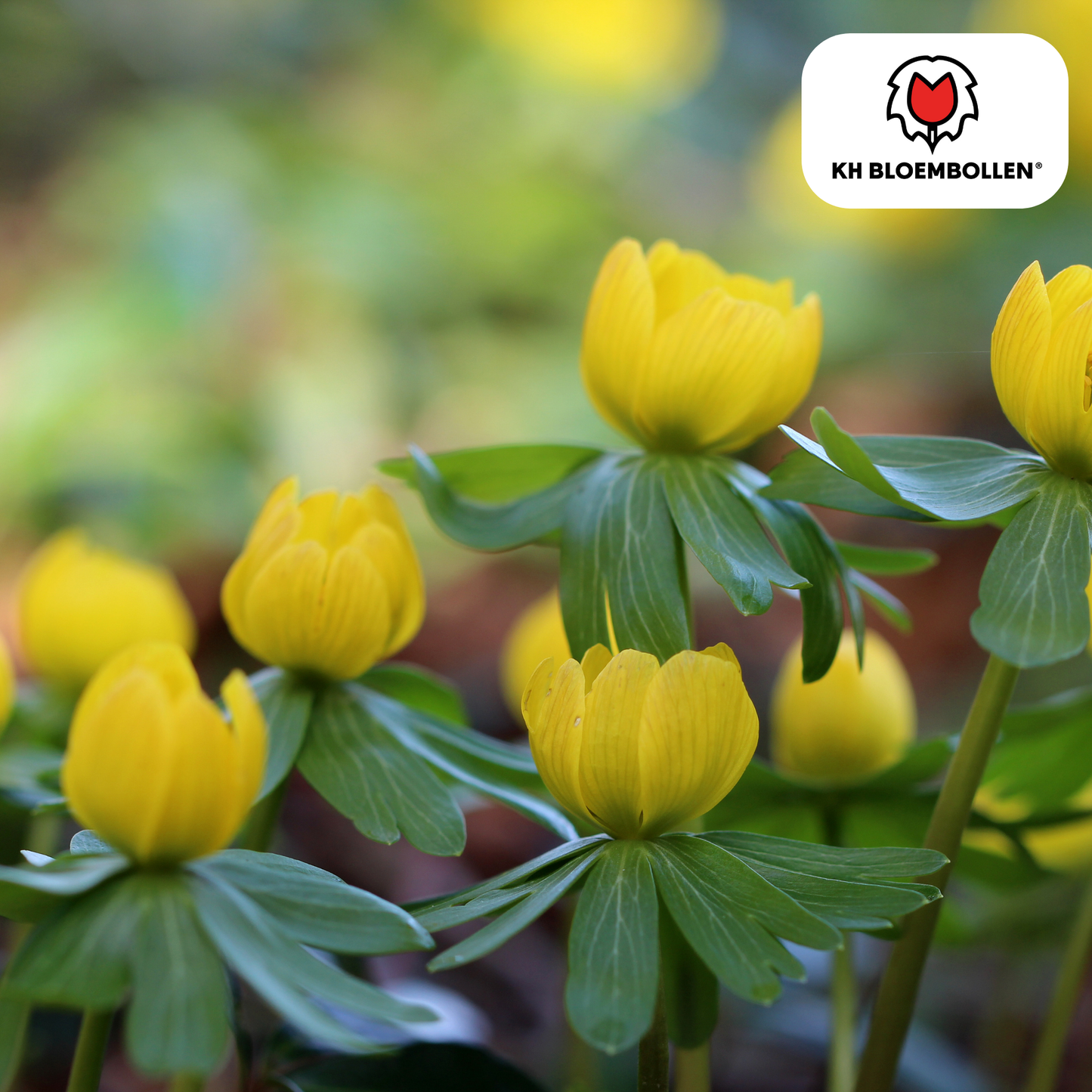 Akonitenknollen Winterakonit – 30 Blumenzwiebeln – ↕5-10cm – leuchtend gelbe Frühblüher – ideal für Beete, Rasenflächen & unter Gehölzen – bienenfreundlich & mehrjährig