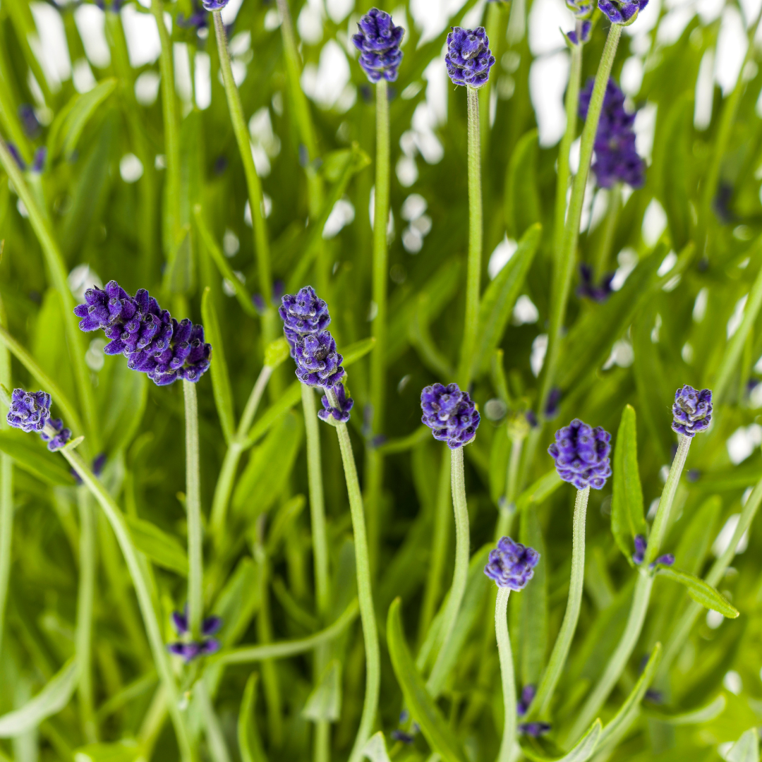Echter Lavendel Lavandula angustifolia – 2 Pflanzen – Ø19cm – Höhe 40–50cm – Duftende Balkon- und Gartenpflanze – Bienenfreundlich & pflegeleicht