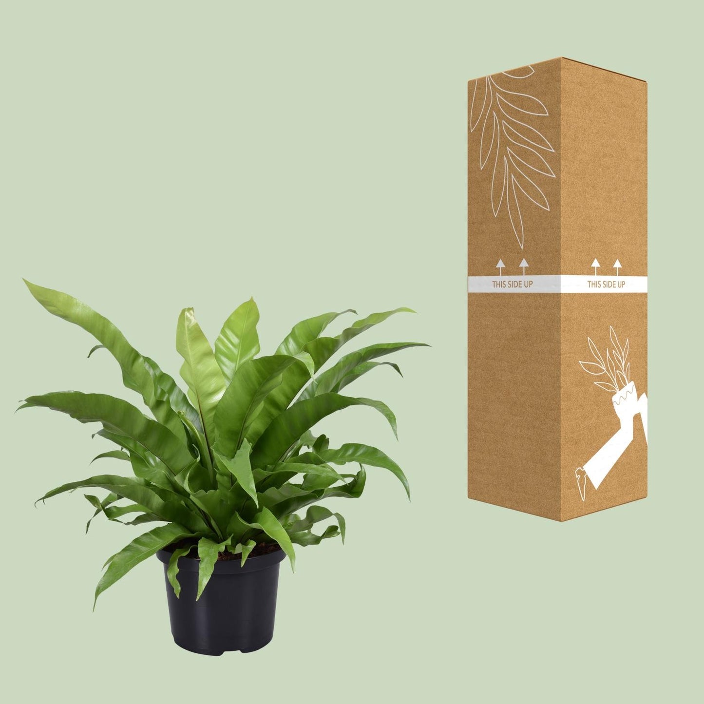 Nestfarn - Asplenium Antiquum - Zimmerpflanze - Ø23cm - ↕60cm